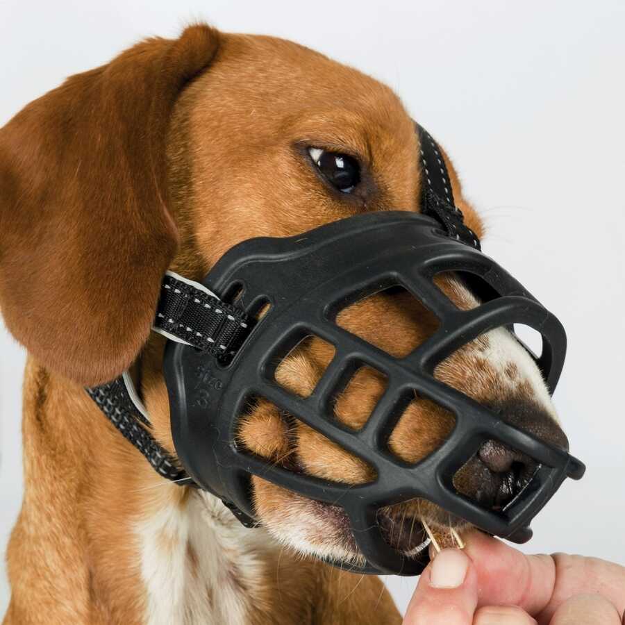 GLORYPET KÖPEK AĞIZLIĞI MEDİUM