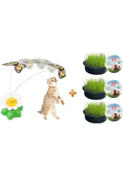 PET CİTY  KELEBEK