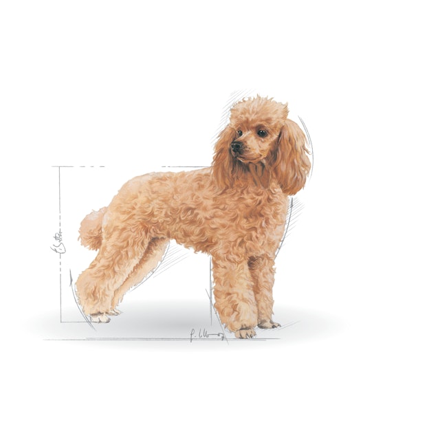 Alternative view of BHN POODLE 12X85G